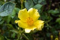 Flowers of Miniature Rose Royalty Free Stock Photo